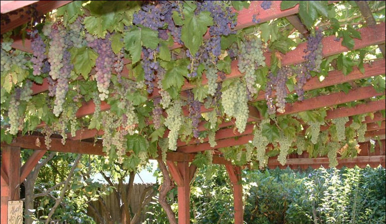 What are the sheds for grapes and how to make them yourself