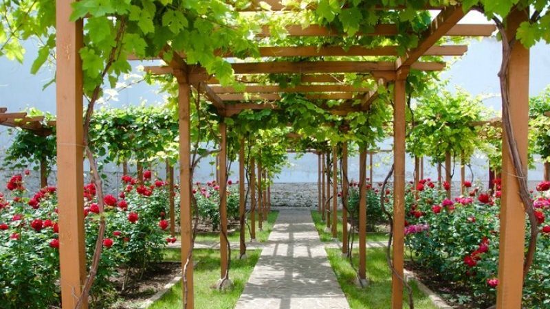 What are the sheds for grapes and how to make them yourself