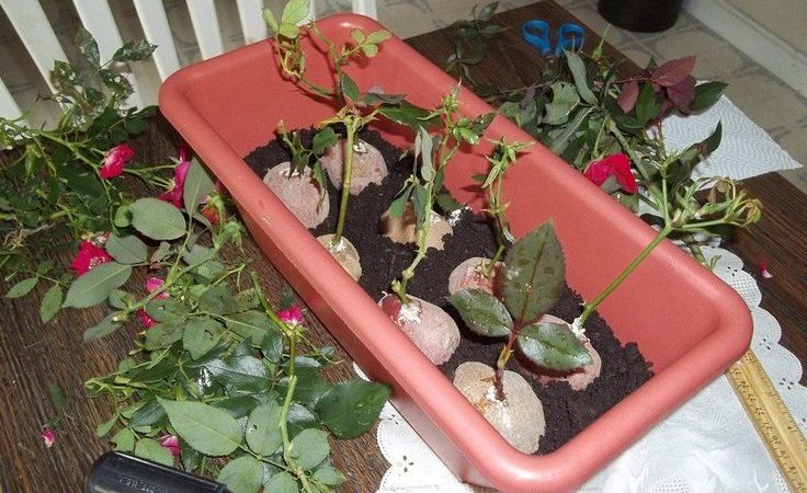 Maneiras simples de guardar mudas de rosa até a primavera e plantá-las corretamente