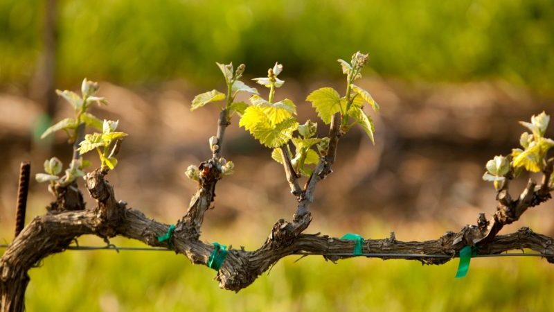 Como e como tratar as uvas de doenças e pragas na primavera após a abertura
