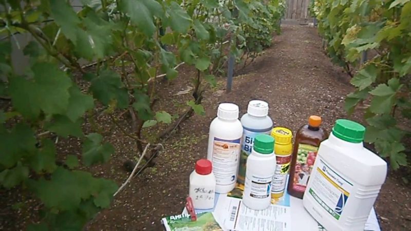Como e como tratar as uvas de doenças e pragas na primavera após a abertura
