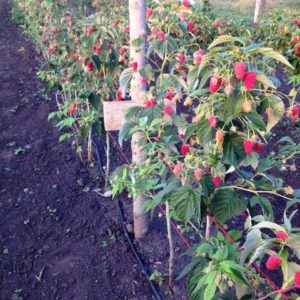 Summer raspberry care instructions for beginners and advice from experienced gardeners