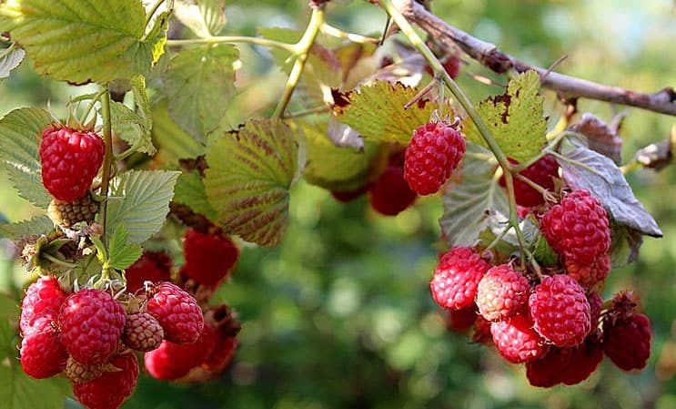 Summer raspberry care instructions for beginners and advice from experienced gardeners