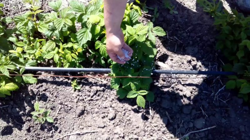 Onderhoudsinstructies voor zomerframbozen voor beginners en advies van ervaren tuiniers