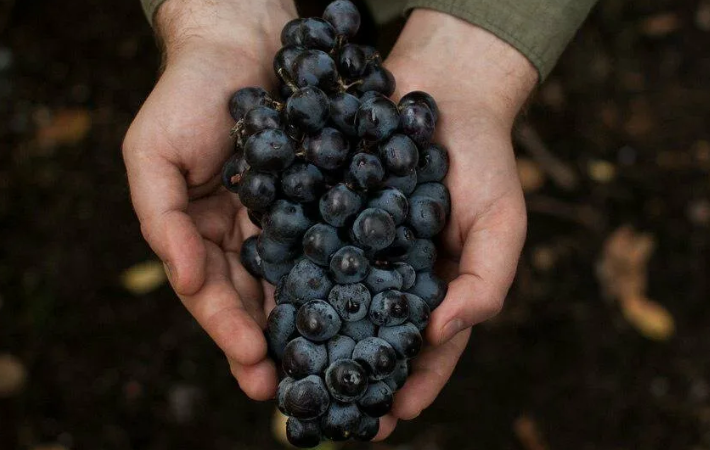 Лятна грижа за грозде: основна работа на лозето и съвети от опитни лозари
