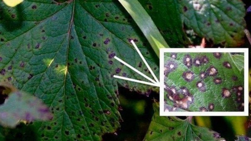 Pourquoi les groseilles ont des feuilles pâles, que faire et comment y remédier