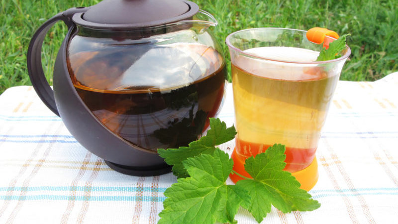 How to make tea from currant leaves and how it is useful for the body