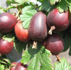 Tireless gooseberry iba't-ibang mga Prunes mula sa mga Russian breeders
