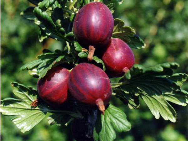 Tireless gooseberry iba't-ibang mga Prunes mula sa mga Russian breeders