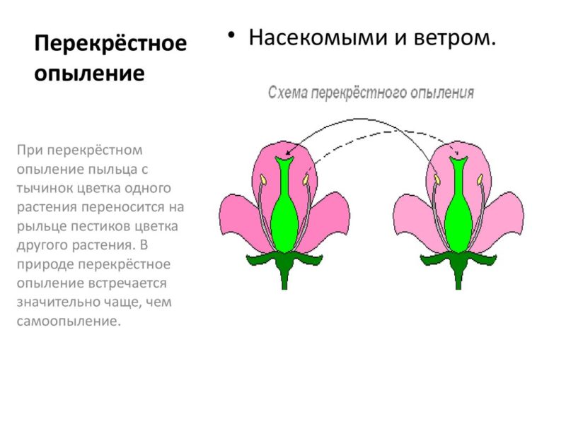 Bảng thụ phấn của cây kim ngân - các loại và phương pháp thụ phấn