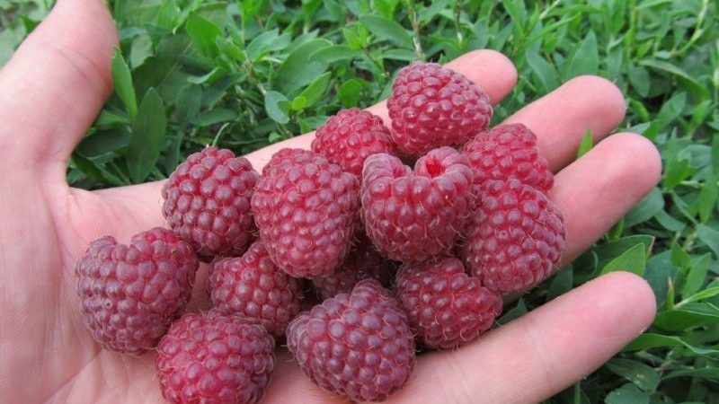 Characteristics and description of the best varieties of raspberries