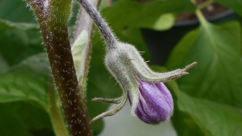 What to do if the flowers of the eggplant in the greenhouse fall and why is this happening?