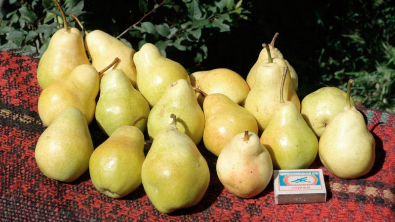 Which sort of pear is better: Lada or Chizhovskaya