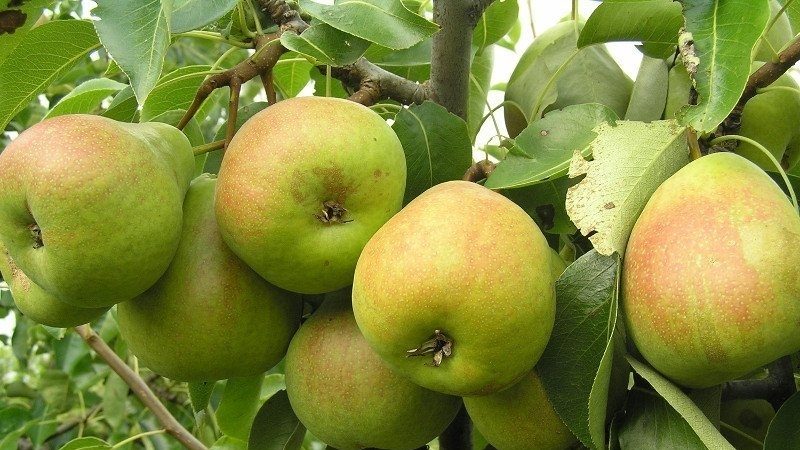Which sort of pear is better: Lada or Chizhovskaya