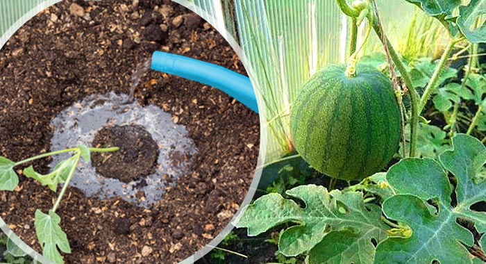 How often to water watermelons and melons in the greenhouse and open field