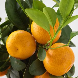 Wie heißt eine Mischung aus Zitrone und Mandarine?