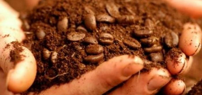 Como e o que alimentar as groselhas em junho: os melhores fertilizantes e as regras para sua introdução