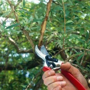 Pruning honeysuckle: bakit, kailan at paano ito gagawin nang tama