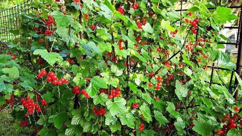 How to properly prune currants in the summer and what is it for