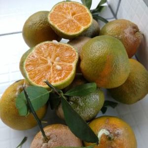 Limon ve mandalina melezinin adı nedir
