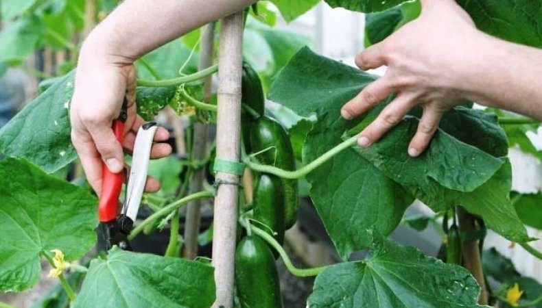 Hoe de bladeren van komkommers in de kas op de juiste manier te trimmen en moet dit gebeuren?