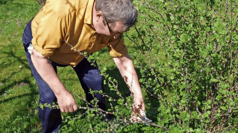 Momento e tecnologia para podar arbustos de groselha e groselha na primavera, verão e outono