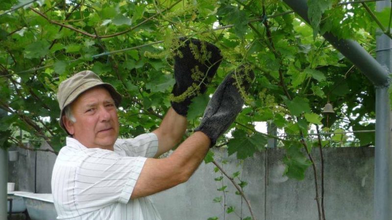 Entretien des raisins d'été: travaux viticoles essentiels et conseils de vignerons expérimentés