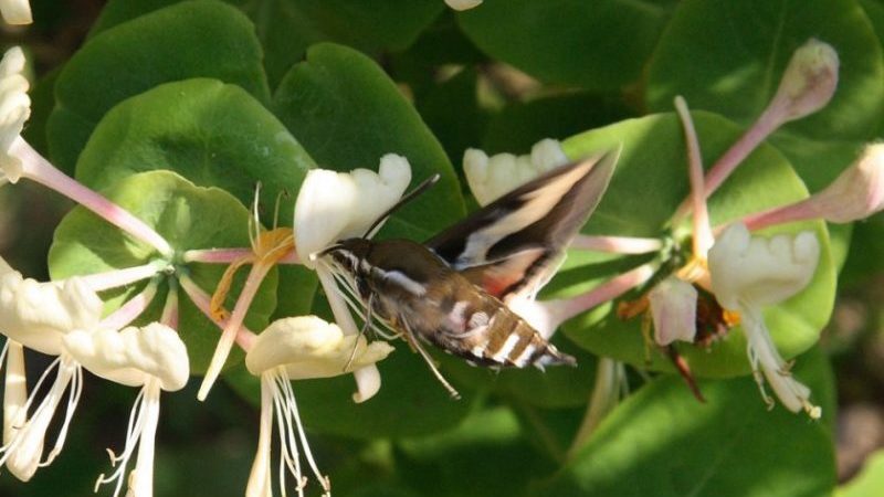 Why honeysuckle does not bear fruit well