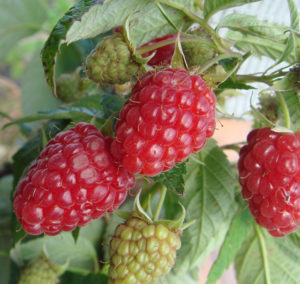 Mga katangian at paglalarawan ng pinakamahusay na mga varieties ng mga raspberry