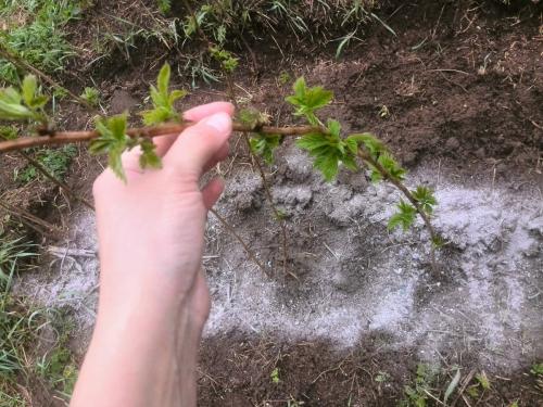 Ako nakŕmiť malinový popol v lete: pokyny