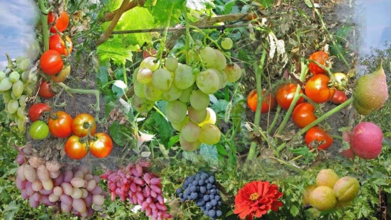 Tecrübeli üzüm yetiştiricilerinin önerileri: yakınlarda farklı üzüm çeşitlerinin ekilmesi mümkün mü ve bunun faydaları ve zararları nelerdir