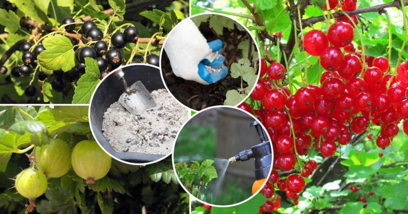 How abundantly and how often to water gooseberries and currants in summer