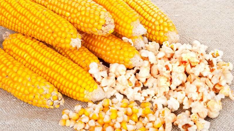 Ako rozlíšiť kŕmnu kukuricu od potravinovej kukurice a použitia oboch typov