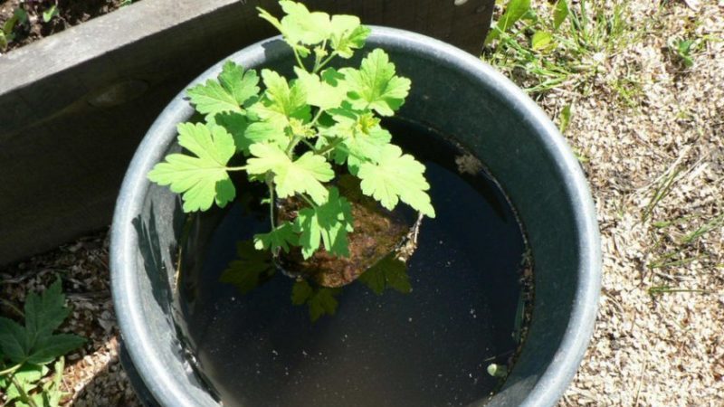 How to properly plant gooseberry seedlings