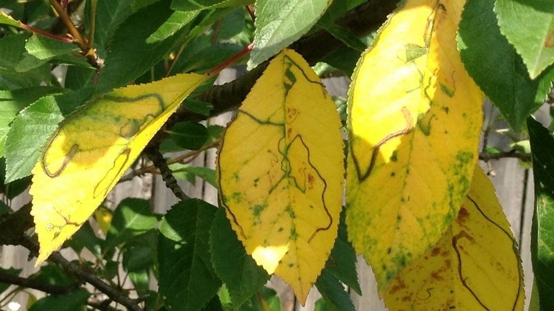 Kersenbladeren worden in juli geel: wat te doen en waarom het gebeurt