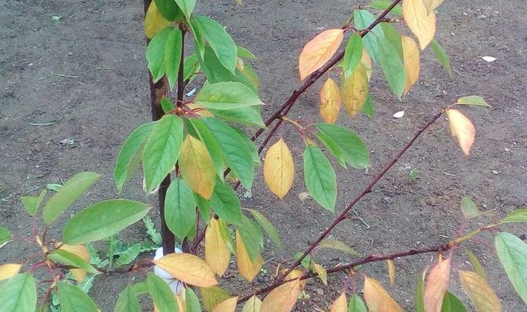 Les feuilles de cerisier jaunissent en juillet: que faire et pourquoi cela se produit