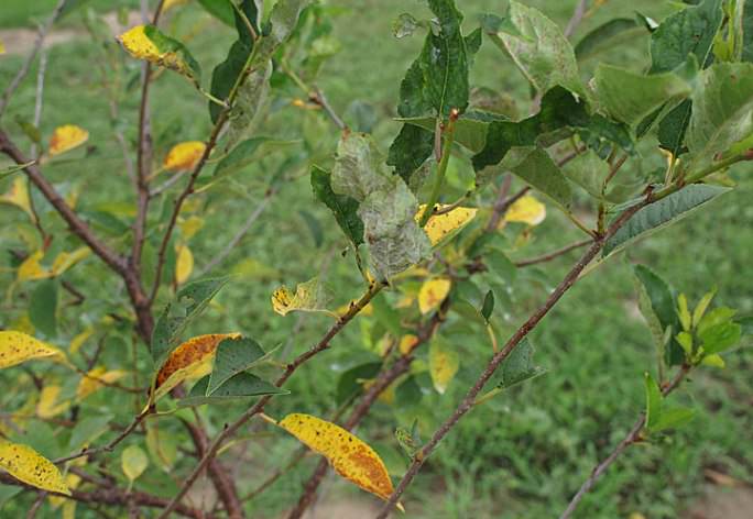 Cherry leaves turn yellow in July: what to do and why it happens