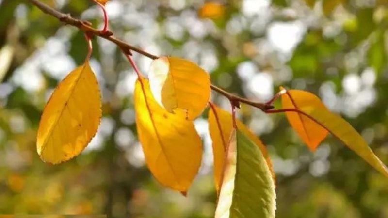 Folhas de cerejeira ficam amarelas em julho: o que fazer e por que acontece
