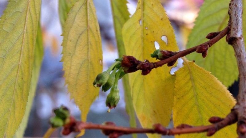 Cherry leaves turn yellow in July: what to do and why it happens