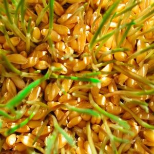 Vlastnosti výroby a použitia sadeníc pšenice