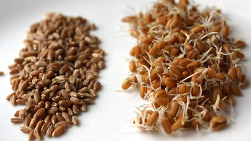 Características da fabricação e uso de mudas de trigo