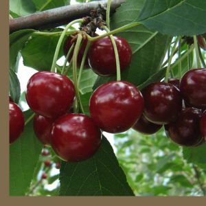 É possível plantar cerejas em julho e como fazê-lo corretamente: instruções e conselhos de jardineiros experientes