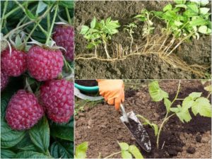 Onderhoudsinstructies voor zomerframbozen voor beginners en advies van ervaren tuiniers