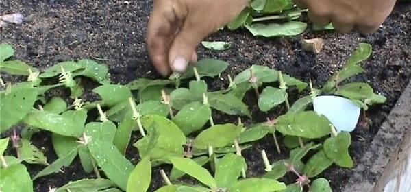 How to propagate honeysuckle honeysuckle cuttings in summer