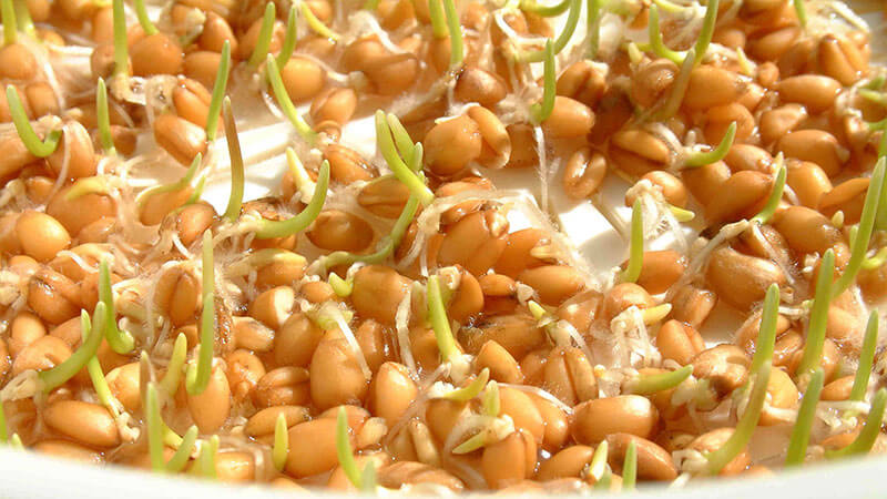 Features of the manufacture and use of wheat seedlings