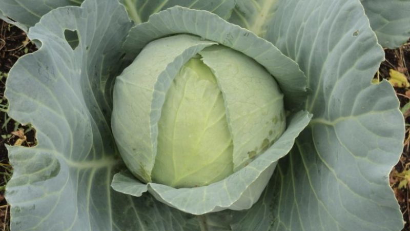 High-yielding popular variety of Amager cabbage