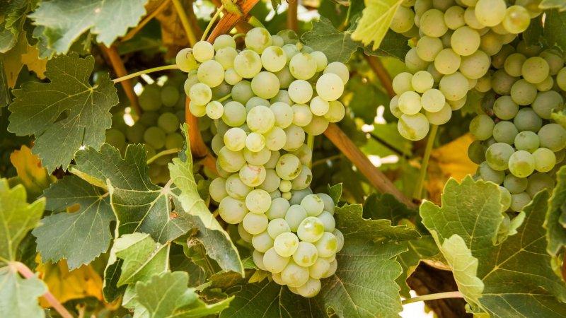 Ağustos Üzüm Bakımı Rehberi ve Deneyimli Şarap Yetiştiricilerinden İpuçları