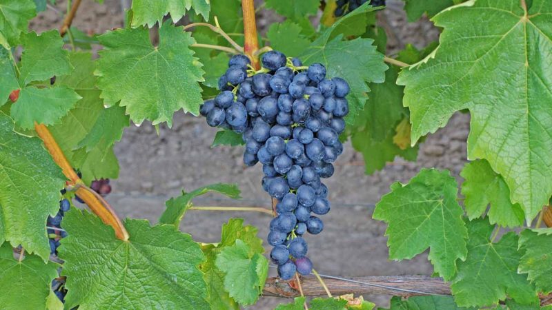 Como cuidar bem das uvas em julho: o que fazer, dicas para vinicultores novatos