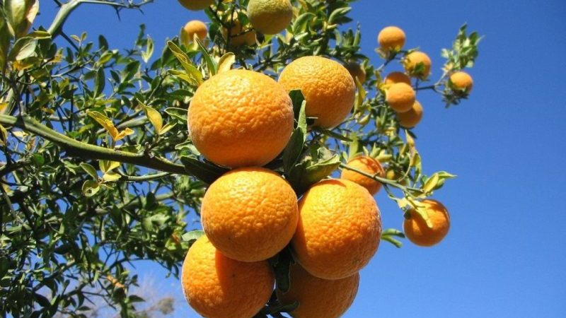 ما هو اسم هجين من الليمون واليوسفي