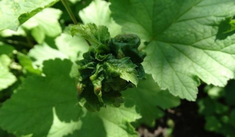 Why currant leaves curl and what to do with it